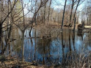 Protecting Wetlands in Staten Island